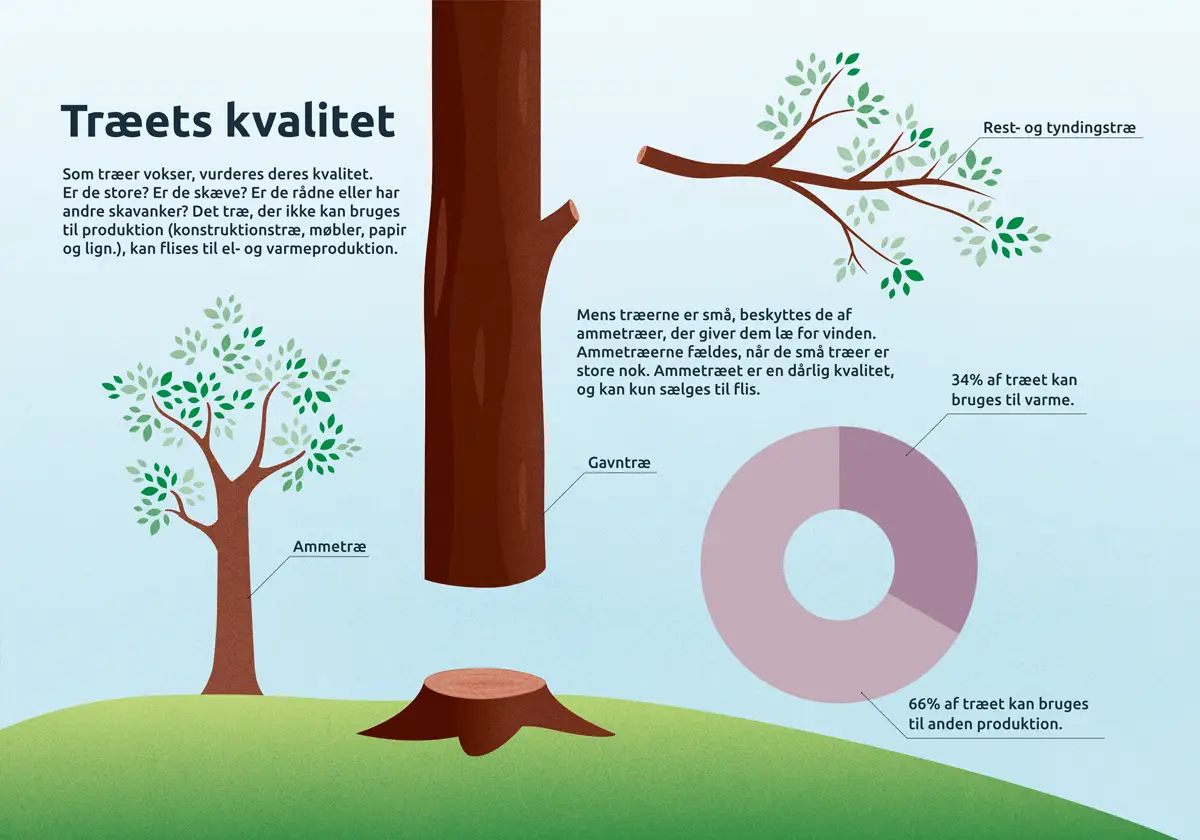 Udvælgelsen af træ til flis-produktion. Forklaring på ammetræer og gavntræ